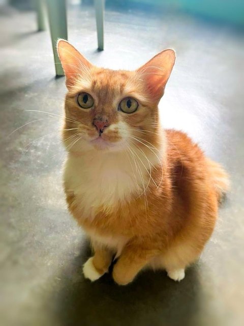 Abby The Laid Back Ginger Girl - Domestic Medium Hair Cat