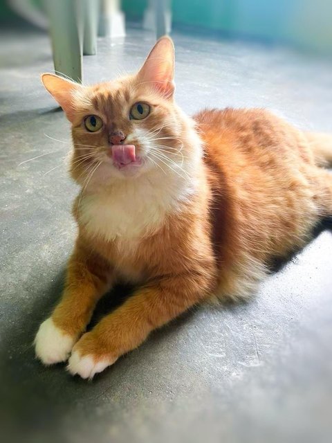 Abby The Laid Back Ginger Girl - Domestic Medium Hair Cat