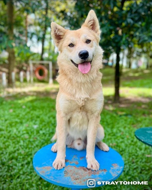 Hachiko - Mixed Breed Dog