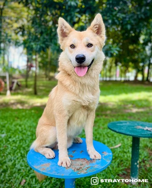 Hachiko - Mixed Breed Dog