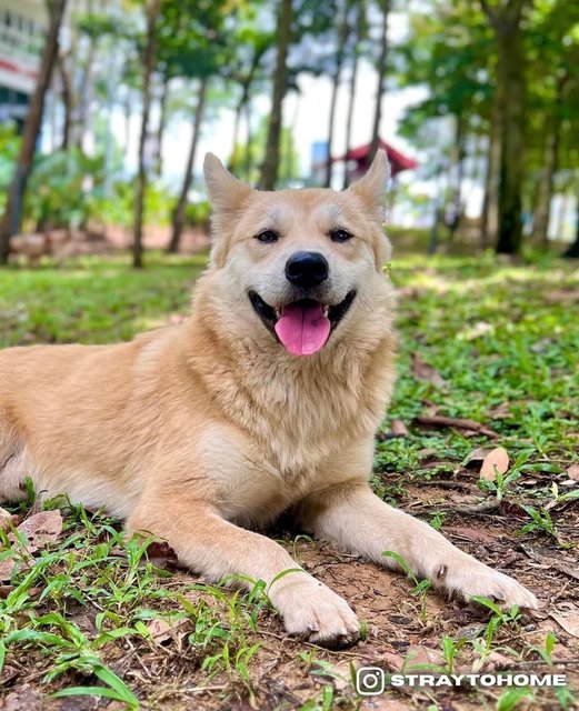 Hachiko - Mixed Breed Dog