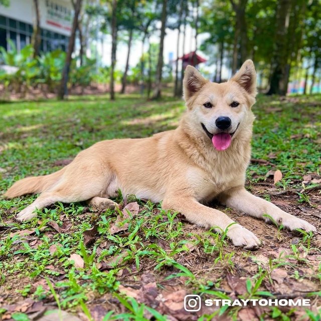 Hachiko - Mixed Breed Dog