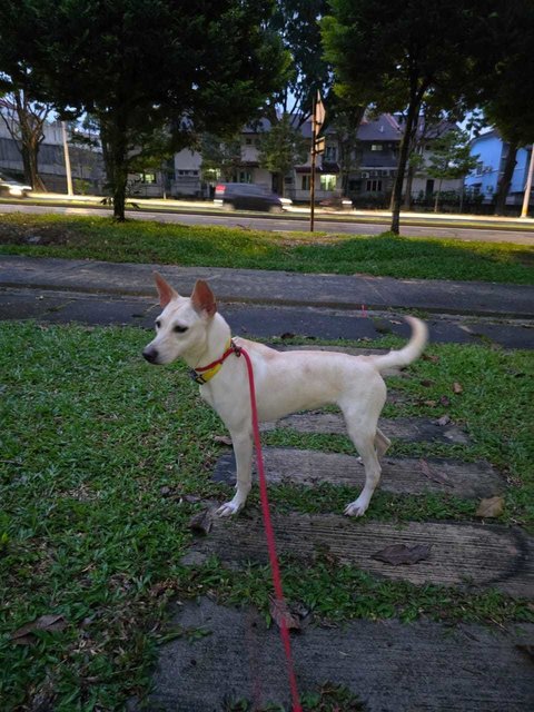 Snowie Lim - Terrier Mix Dog