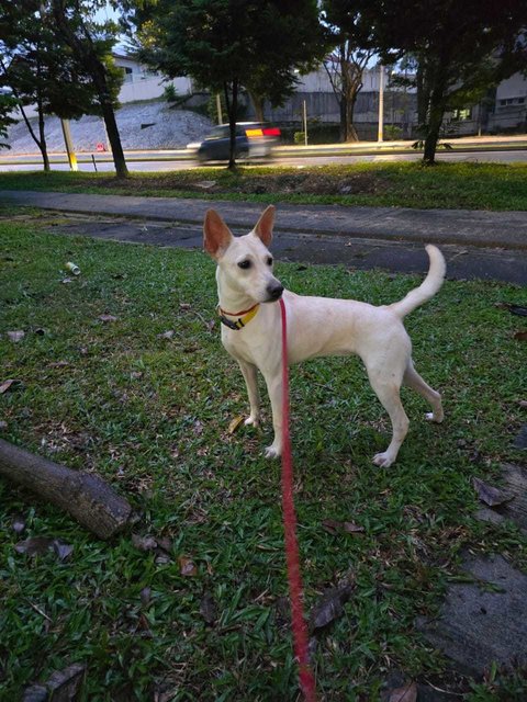 Snowie Lim - Terrier Mix Dog