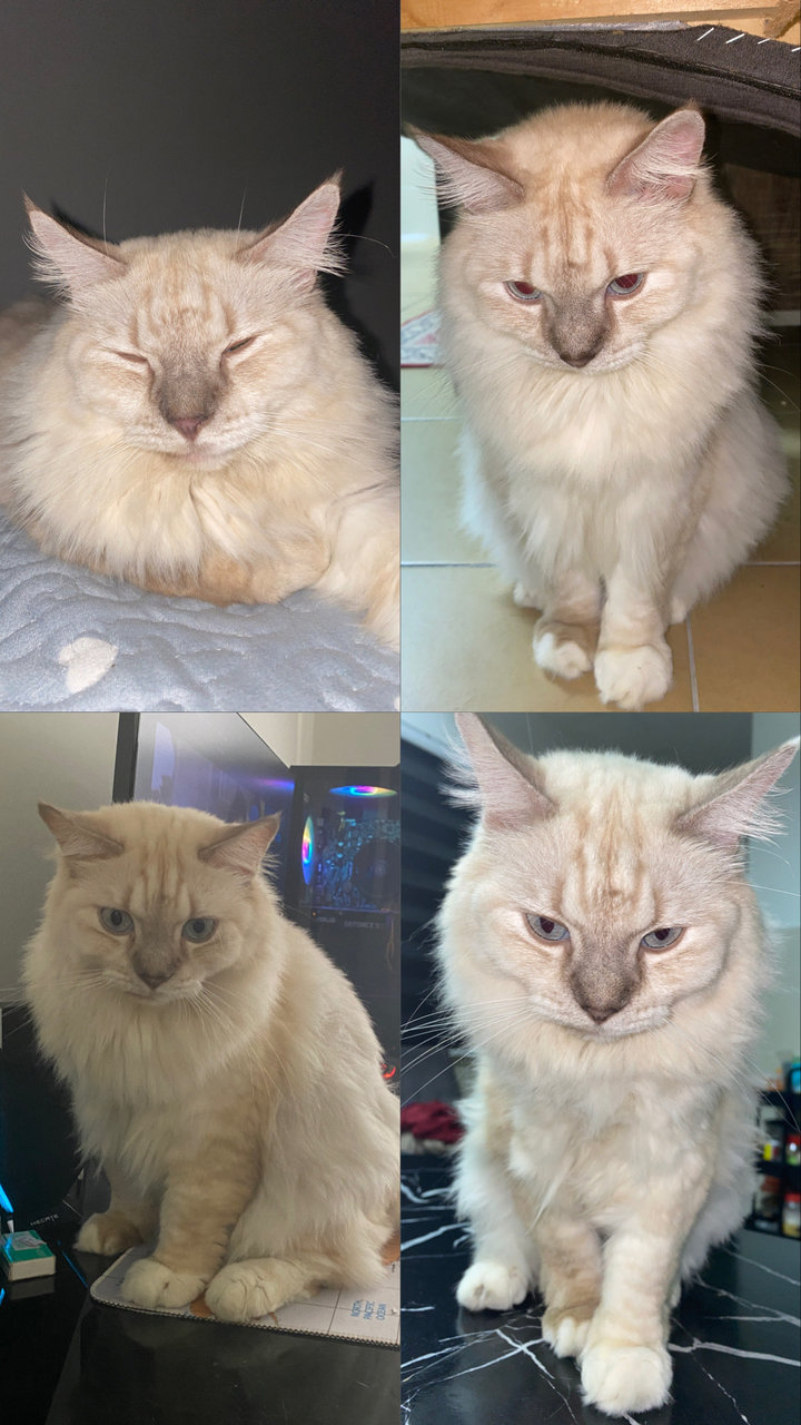 Caramel - Domestic Long Hair Cat