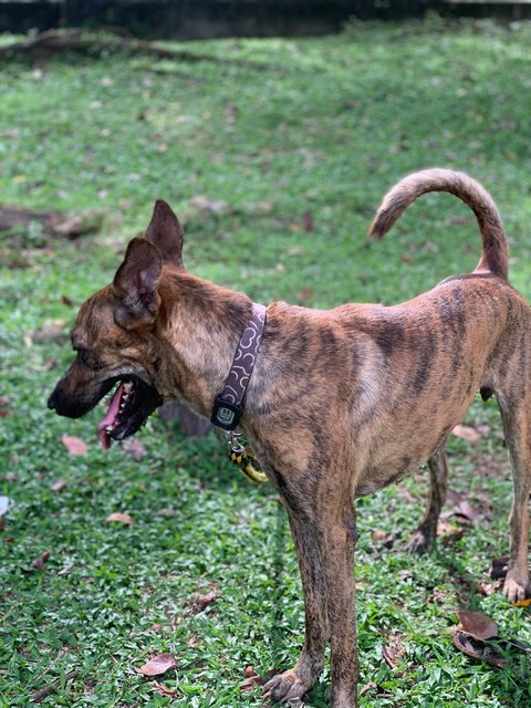 Alfie - Mixed Breed Dog