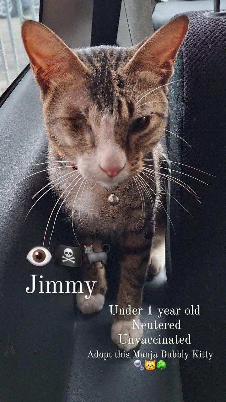 Jimmy - Domestic Short Hair Cat