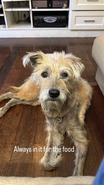 Maxi And Scruffy - Mixed Breed Dog