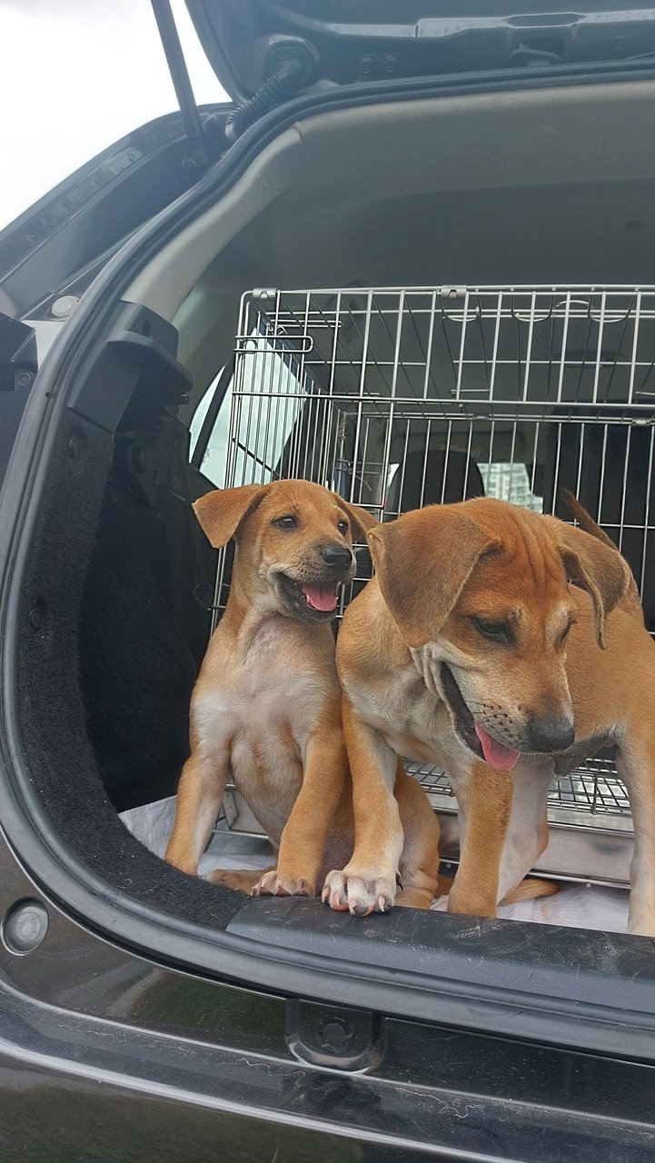 Lucky And Piper (Lucky Adopted!) - Mixed Breed Dog