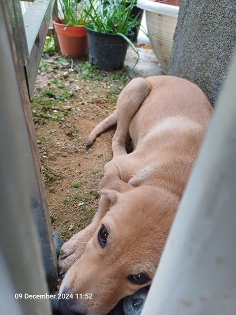 Orphaned Cute Puppies - Mixed Breed Dog