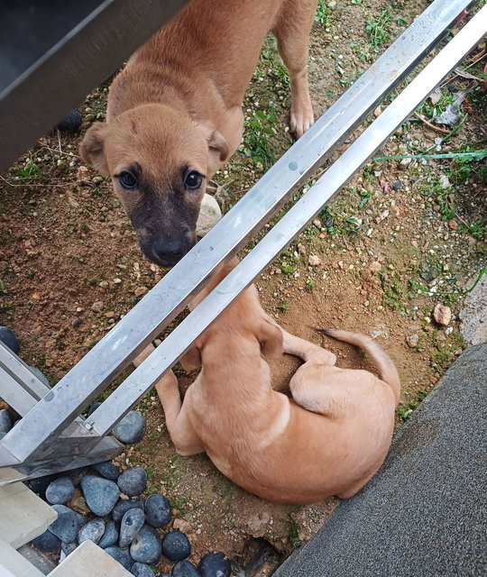 Orphaned Cute Puppies - Mixed Breed Dog