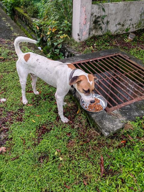 Rover - Mixed Breed Dog