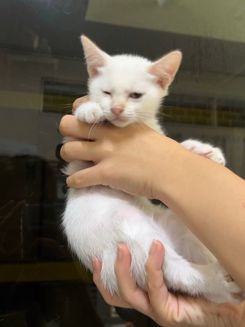 White - Domestic Short Hair Cat