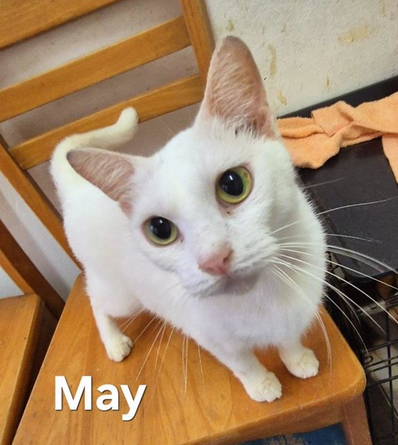 May- Pure White Blue Eyed  - Domestic Short Hair Cat