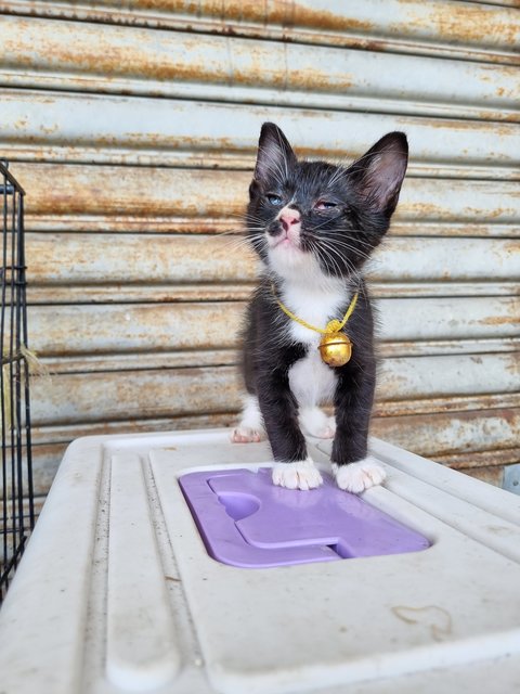 Lula - Tuxedo Cat