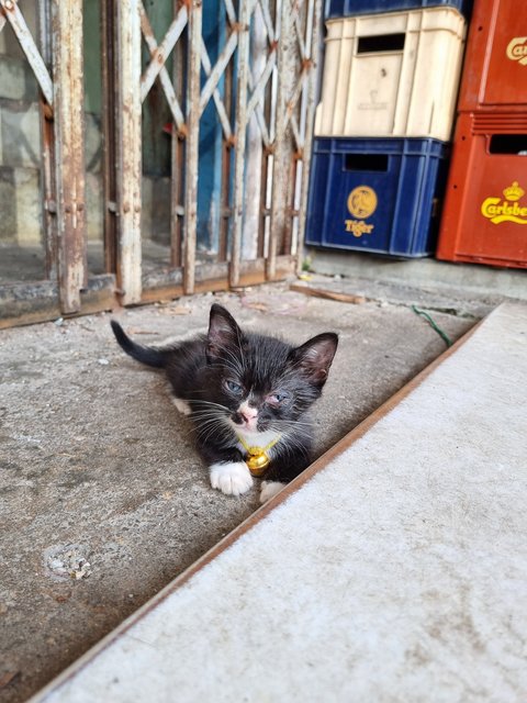 Lula - Tuxedo Cat