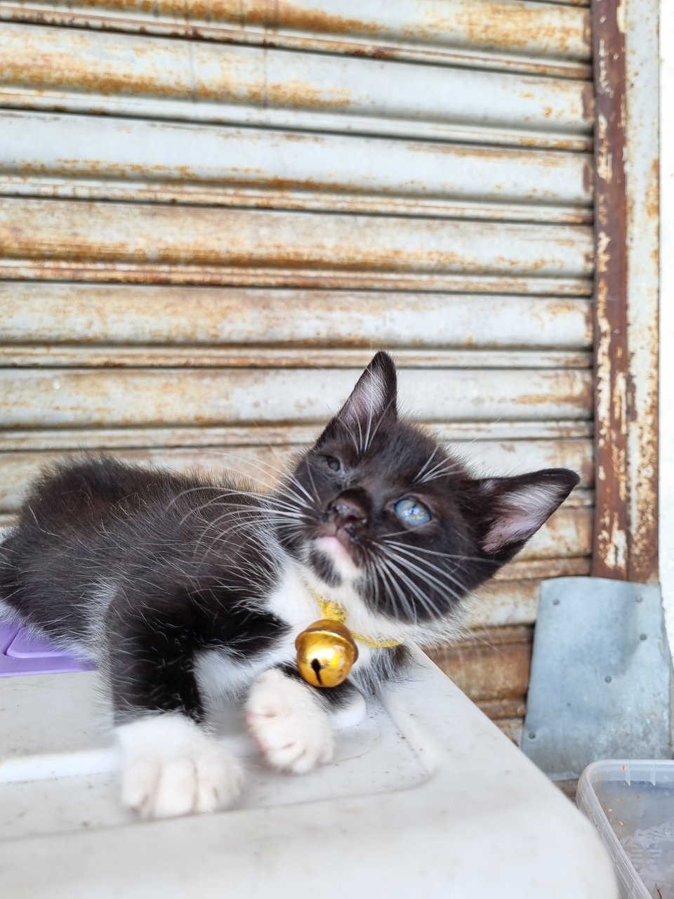 Omeo - Tuxedo Cat