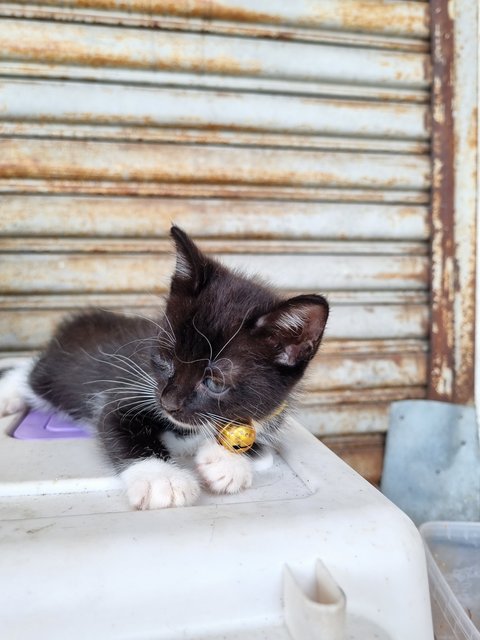 Omeo - Tuxedo Cat