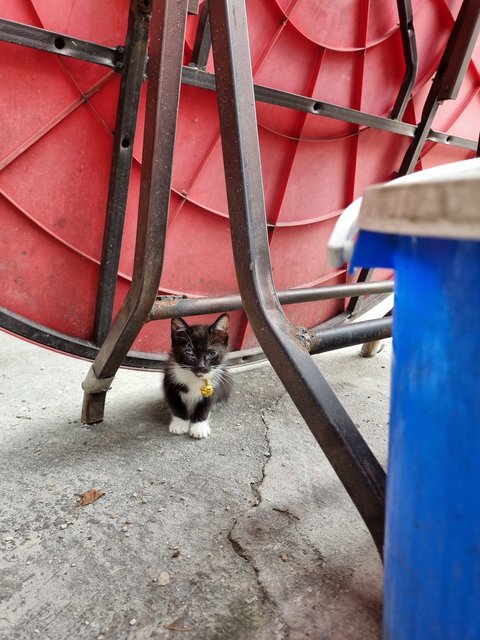 Lula - Tuxedo Cat