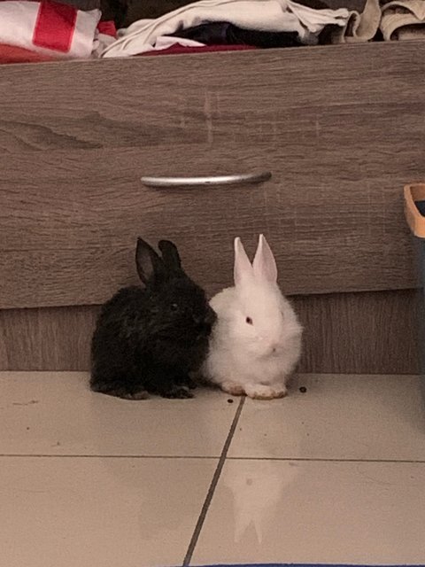 Doja And Bob - Bunny Rabbit Rabbit