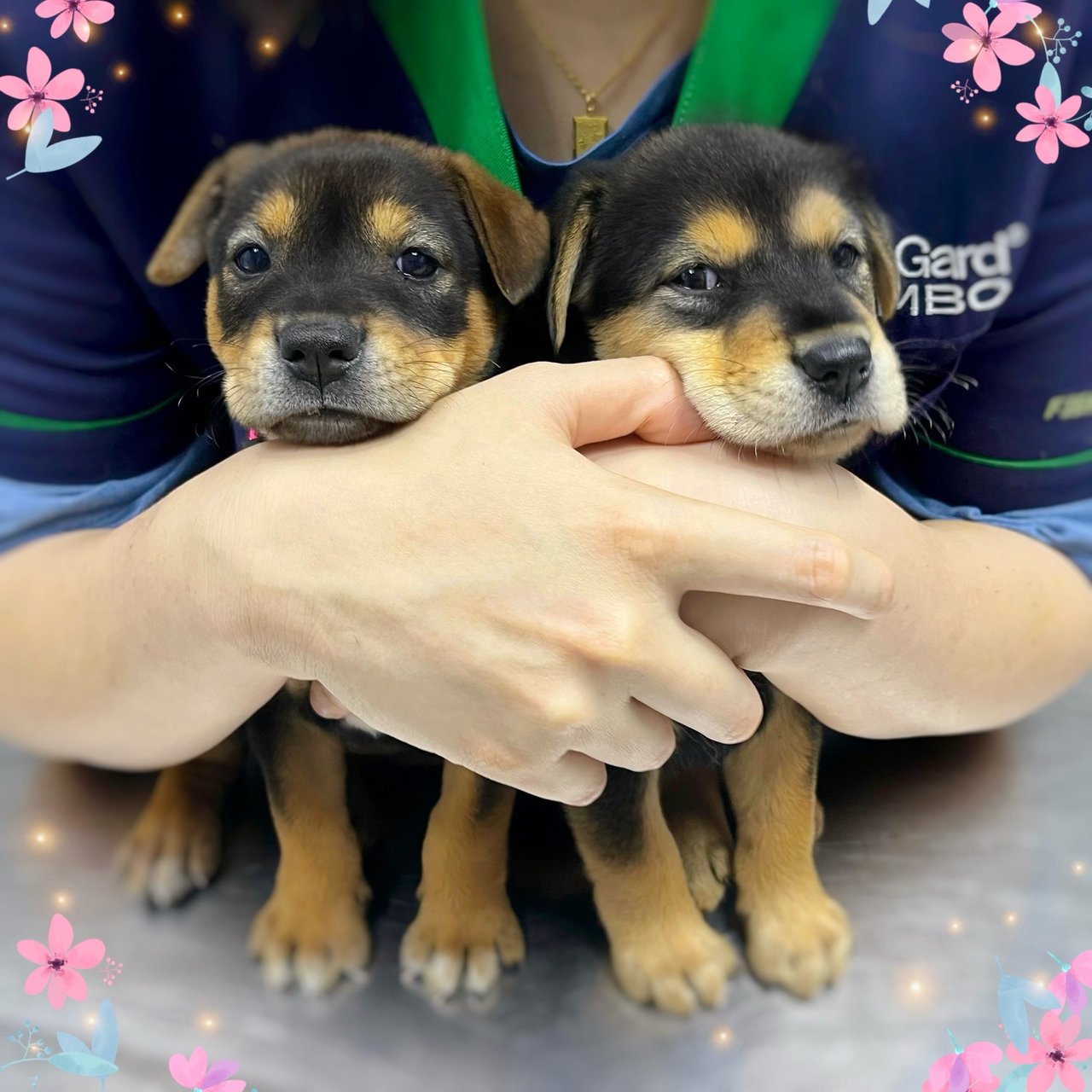 🌸 Emily &amp; Charlotte 🌸 - Mixed Breed Dog