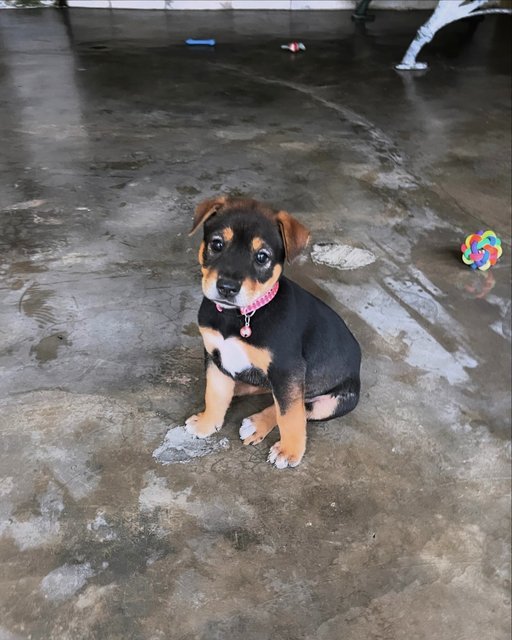 🌸 Emily &amp; Charlotte 🌸 - Mixed Breed Dog