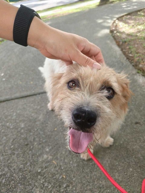 Osaka  - Terrier Mix Dog