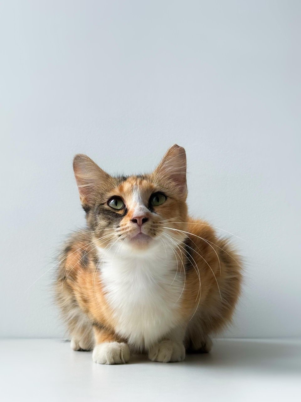 Sweet Caroline - Domestic Short Hair Cat