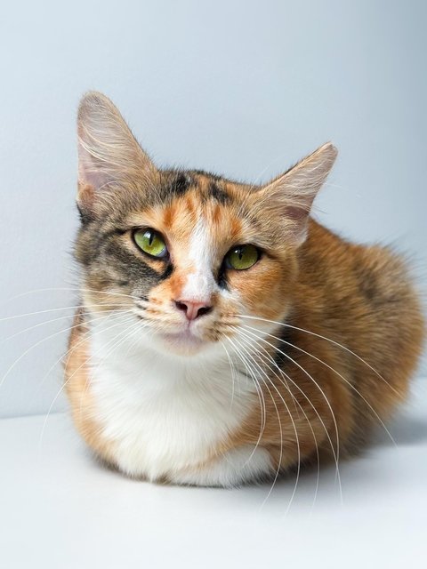 Sweet Caroline - Domestic Short Hair Cat