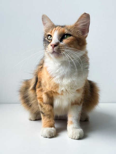 Sweet Caroline - Domestic Short Hair Cat