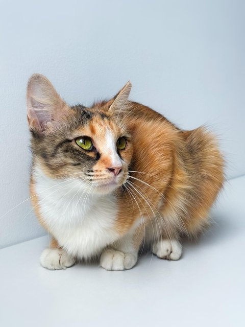 Sweet Caroline - Domestic Short Hair Cat