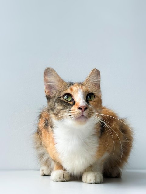 Sweet Caroline - Domestic Short Hair Cat