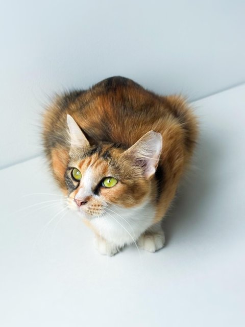 Sweet Caroline - Domestic Short Hair Cat