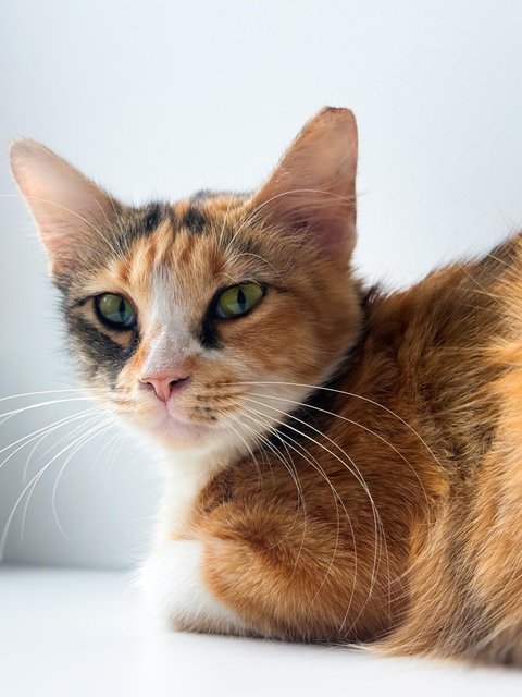 Sweet Caroline - Domestic Short Hair Cat