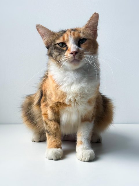 Sweet Caroline - Domestic Short Hair Cat