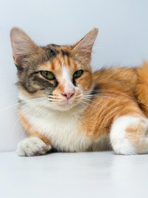 Sweet Caroline - Domestic Short Hair Cat