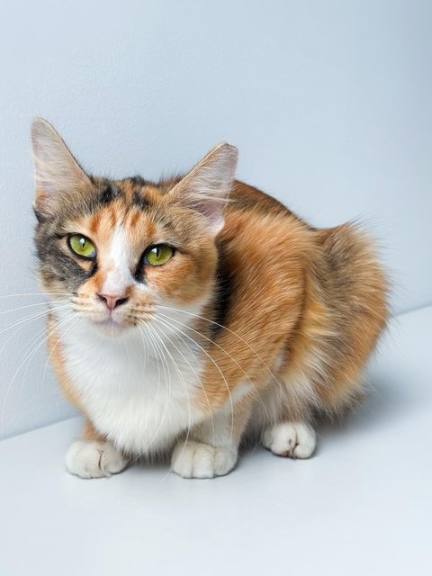 Sweet Caroline - Domestic Short Hair Cat