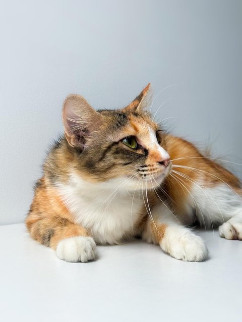 Sweet Caroline - Domestic Short Hair Cat