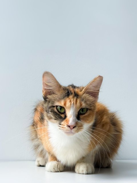 Sweet Caroline - Domestic Short Hair Cat