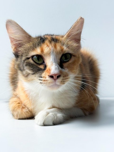 Sweet Caroline - Domestic Short Hair Cat