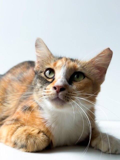 Sweet Caroline - Domestic Short Hair Cat