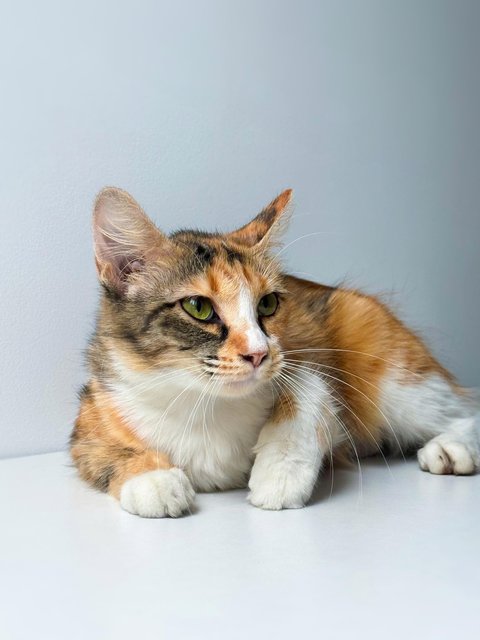 Sweet Caroline - Domestic Short Hair Cat