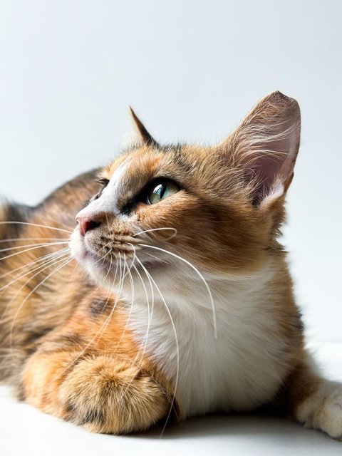 Sweet Caroline - Domestic Short Hair Cat