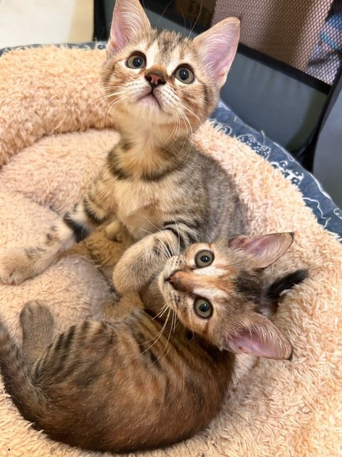 Sabrina And Rosè  - Domestic Short Hair Cat