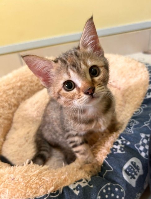 Sabrina And Rosè  - Domestic Short Hair Cat