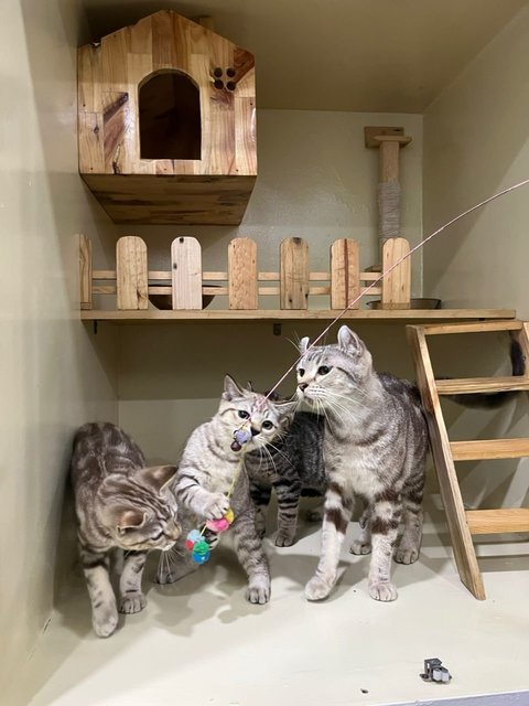 Meme, Kitkat And Bear - American Curl + American Shorthair Cat