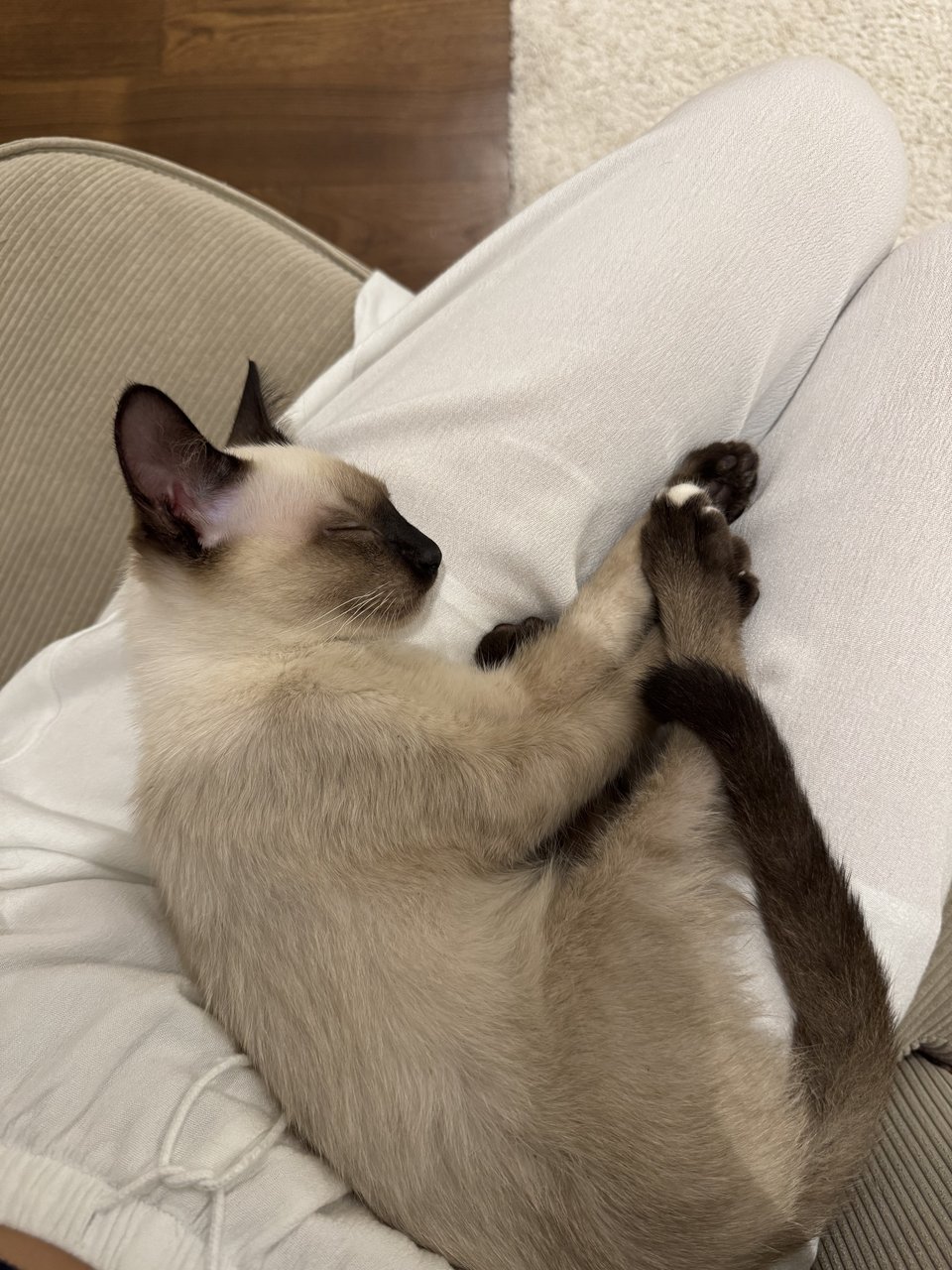 Romeo - Siamese Cat