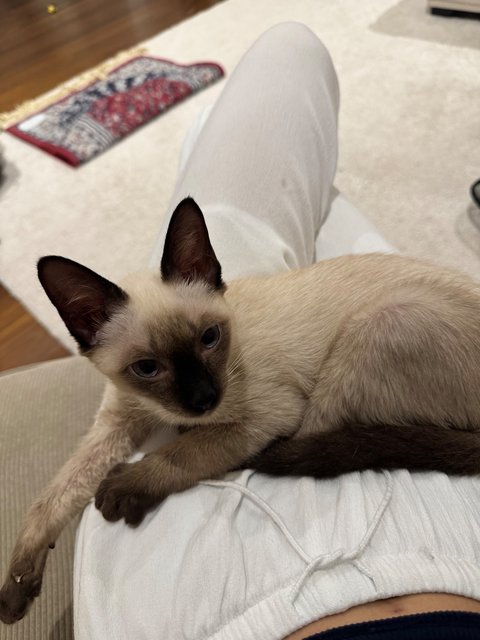 Romeo - Siamese Cat