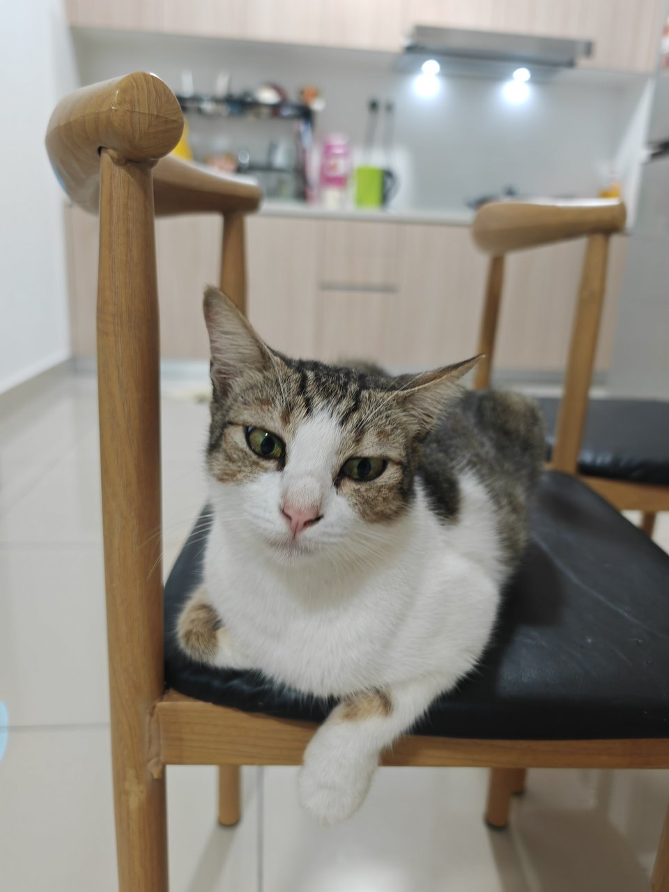 Guifei 贵妃 &amp; Jerry - Domestic Short Hair Cat