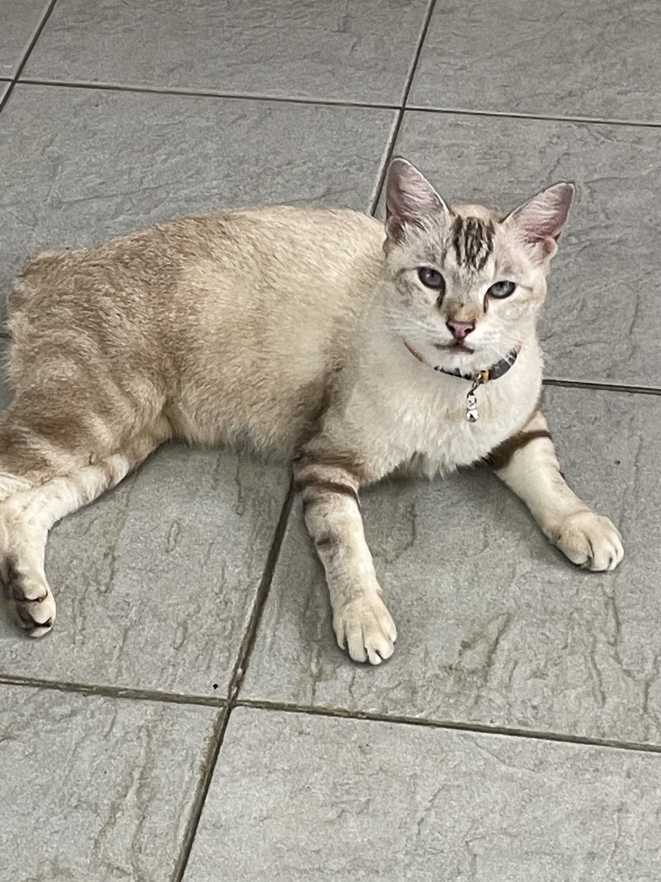 Marie  - Siamese + Domestic Short Hair Cat